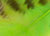Neon Green